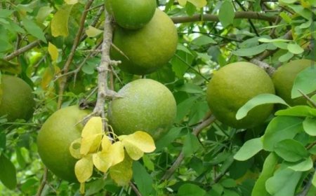 വാതം, കഫക്കെട്ട്, ഛർദ്ദി; കൂവളം ഇലയ്ക്ക് നിരവധി ഔഷധ ഗുണങ്ങൾ..