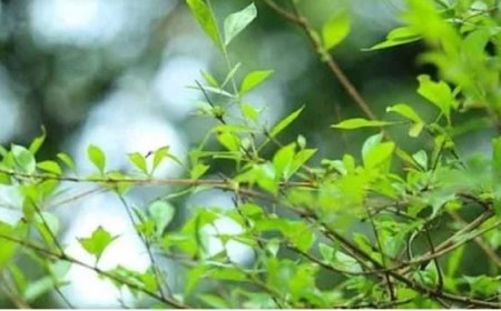 താരൻ കുറയ്ക്കാനും മുടിക്ക് ബലം നൽകാനും മൈലാഞ്ചി...