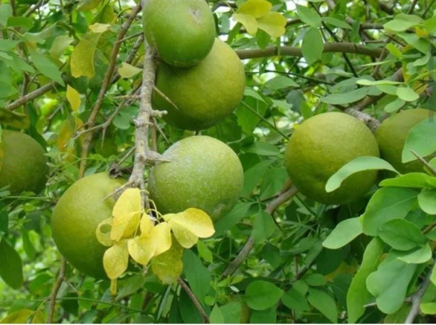 വാതം, കഫക്കെട്ട്, ഛർദ്ദി; കൂവളം ഇലയ്ക്ക് നിരവധി ഔഷധ ഗുണങ്ങൾ..