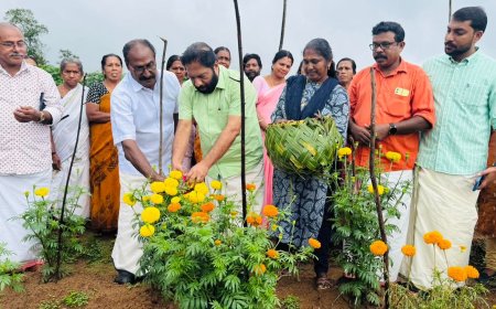 ചിങ്ങം ഒന്ന് കർഷക ദിനത്തിൽ "കുറിച്ചിയിൽ കൃഷിക്കുട്ടത്തിന്റെ" വിളവെടുപ്പ് മഹോത്സവംസിപിഎം ജില്ലാ സെക്രട്ടറി അഡ്വ:വി. ജോയി  എം. എൽ. എ ഉദ്ഘാടനം ചെയ്യുന്നു..