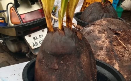 *ഒരു തേങ്ങയിൽ 3 തൈകൾ*