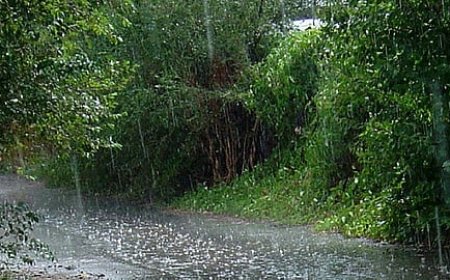 *സംസ്ഥാനത്ത് വീണ്ടും മഴ സജീവമാവുന്നു; ചൊവ്വാഴ്ച 4 ജില്ലകളിൽ യെലോ അലർട്ട്*