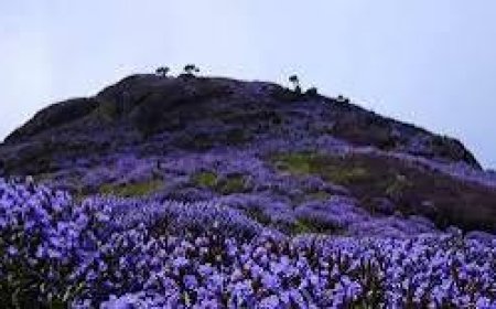 *മൂന്നാറിൽ നീലക്കുറിഞ്ഞി വസന്തം വിരിഞ്ഞു തുടങ്ങി* 