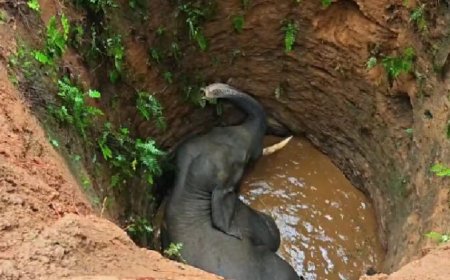 കോതമംഗലത്ത് കാട്ടാന കിണറ്റിൽ വീണു