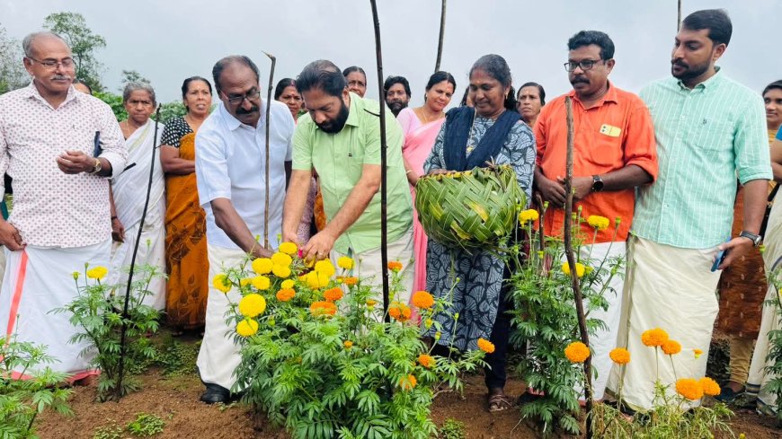 ചിങ്ങം ഒന്ന് കർഷക ദിനത്തിൽ "കുറിച്ചിയിൽ കൃഷിക്കുട്ടത്തിന്റെ" വിളവെടുപ്പ് മഹോത്സവംസിപിഎം ജില്ലാ സെക്രട്ടറി അഡ്വ:വി. ജോയി  എം. എൽ. എ ഉദ്ഘാടനം ചെയ്യുന്നു..