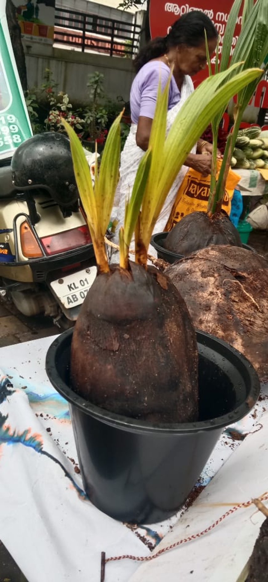 *ഒരു തേങ്ങയിൽ 3 തൈകൾ*