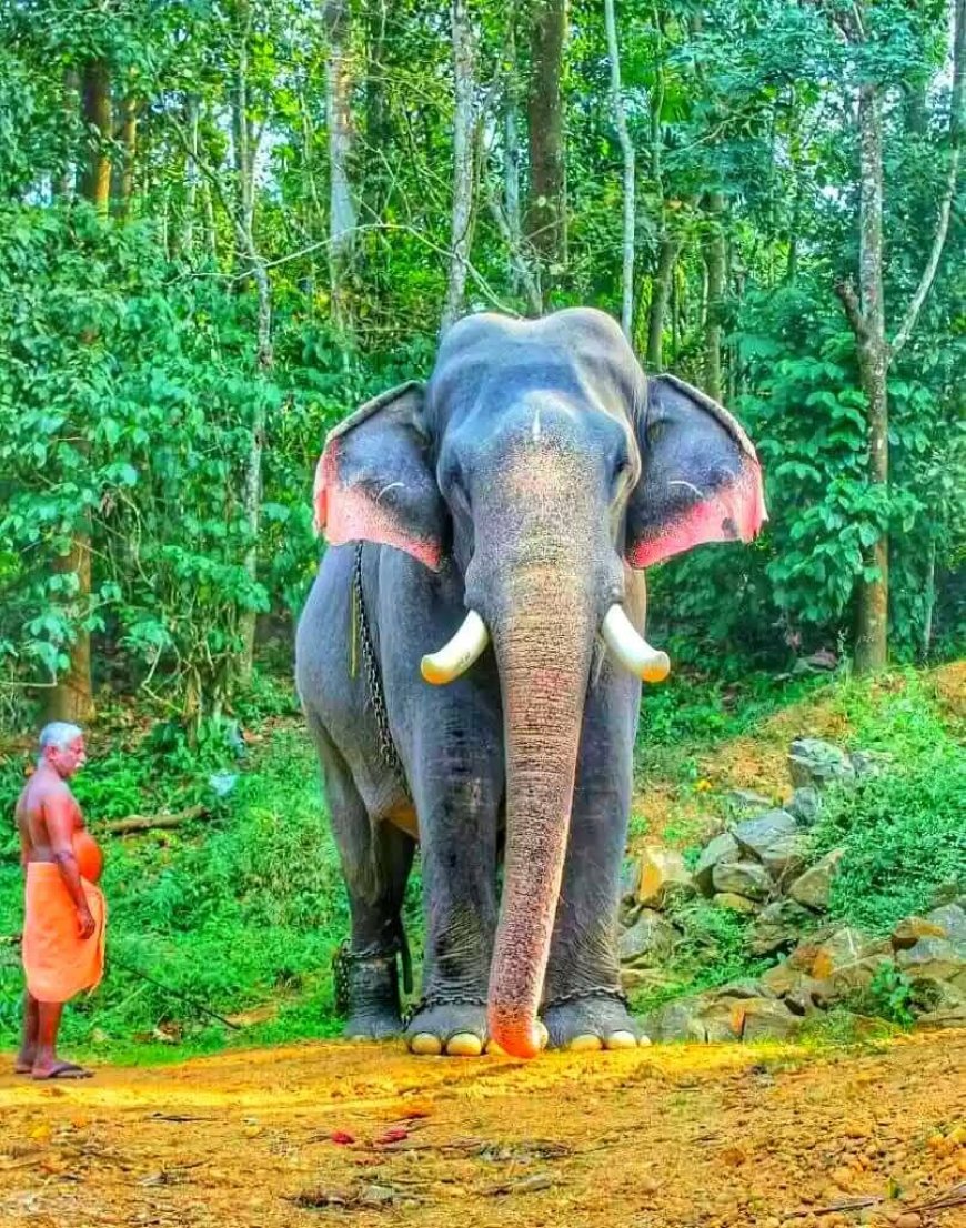 *കൊമ്പൻ ഈരാറ്റുപേട്ട അയ്യപ്പൻ ചരിഞ്ഞു.* `