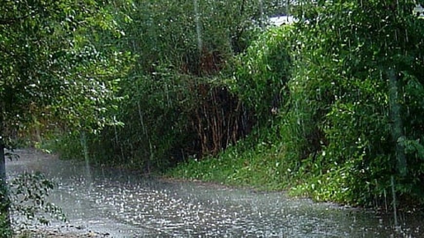 *സംസ്ഥാനത്ത് വീണ്ടും മഴ സജീവമാവുന്നു; ചൊവ്വാഴ്ച 4 ജില്ലകളിൽ യെലോ അലർട്ട്*