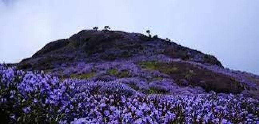 *മൂന്നാറിൽ നീലക്കുറിഞ്ഞി വസന്തം വിരിഞ്ഞു തുടങ്ങി* 