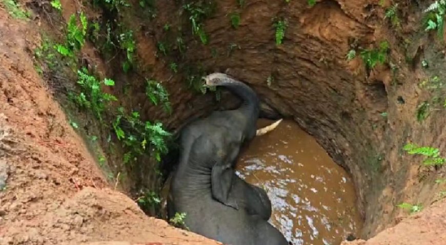 കോതമംഗലത്ത് കാട്ടാന കിണറ്റിൽ വീണു