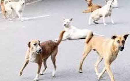 *കോഴിക്കോട് വടകരയിൽ തെരുവുനായ ആക്രമണം; പത്ത് പേർക്ക് കടിയേറ്റു