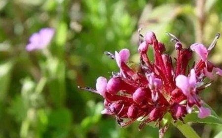 ഉത്കണ്ഠ കുറയ്ക്കാനും ഓർമ്മശക്തി മെച്ചപ്പെടുത്താനും ജഡാമഞ്ചി