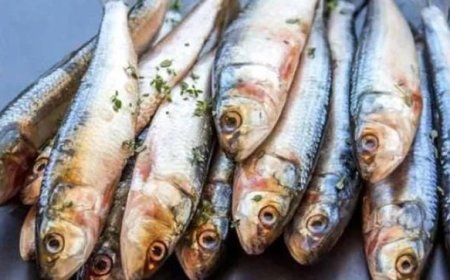 ഹൃദയത്തിനും തലച്ചോറിനും ചാളമീൻ