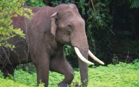 കാട്ടാന ചവിട്ട് കൊന്നു