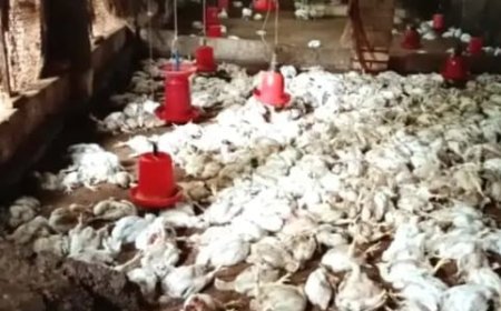 നെയ്യാറ്റിൻകരയിൽ പൗൾട്രി ഫാമിൽ തെരുവുനായ ആക്രമണം; നൂറോളം കോഴികൾ ചത്തു.   നാലു ലക്ഷം രൂപയോളം നഷ്ടം