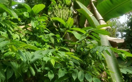 ****വാഴപ്പഴം ജീവിതത്തിൻ്റെ ലഹരിയും ഓജസും****