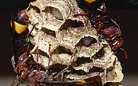 തെങ്ങുകയറ്റത്തൊഴിലാളി കടന്നൽക്കുത്തേറ്റ് മരിച്ചു.