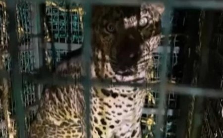 പൊട്ടക്കിണറ്റിൽ വീണ പുലിയെ മണിക്കൂറുകൾ നീണ്ട ദൗത്യത്തിനൊടുവിൽ പുറത്തെത്തിച്ചു