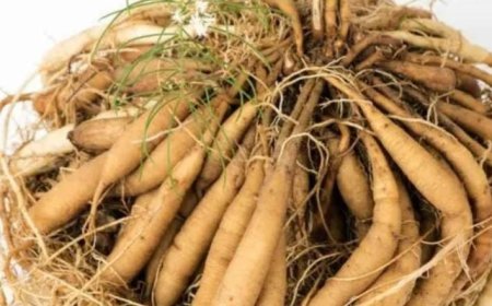 ശരീരത്തിലെ സമ്മർദ്ദം നിയന്ത്രിക്കാൻ ശതാവരി