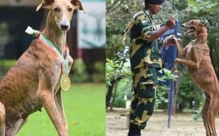 അഭിമാന പദവിയിലേക്ക് ഉയർത്തപ്പെട്ട് ഇന്ത്യൻ വേട്ടപ്പട്ടികൾ. രാജ്യത്തിന്റെ അതിർത്തി കാക്കാൻ ബിഎസ്എഫിനൊപ്പം