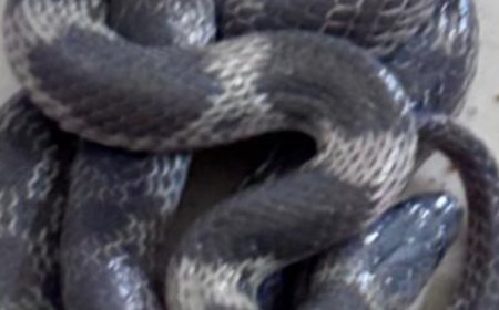 നെയ്യാർ ഡാം  ഹയർ സെക്കൻഡറി സ്കൂളിലെ ക്ലാസ് മുറിയിൽ കണ്ടെത്തിയ ഉഗ്ര വിഷമുള്ള പാമ്പ്.