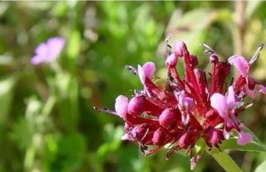 ഉത്കണ്ഠ കുറയ്ക്കാനും ഓർമ്മശക്തി മെച്ചപ്പെടുത്താനും ജഡാമഞ്ചി