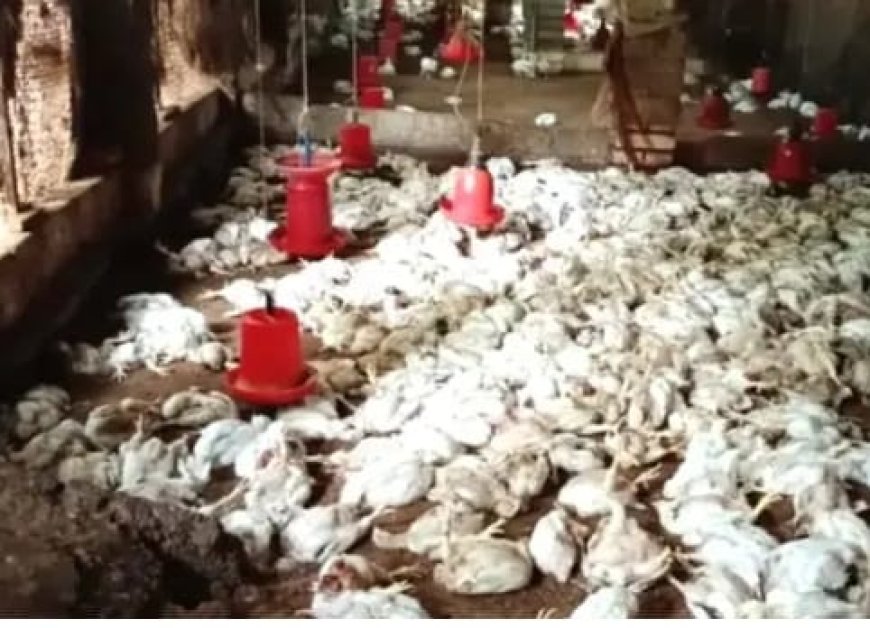 നെയ്യാറ്റിൻകരയിൽ പൗൾട്രി ഫാമിൽ തെരുവുനായ ആക്രമണം; നൂറോളം കോഴികൾ ചത്തു.   നാലു ലക്ഷം രൂപയോളം നഷ്ടം