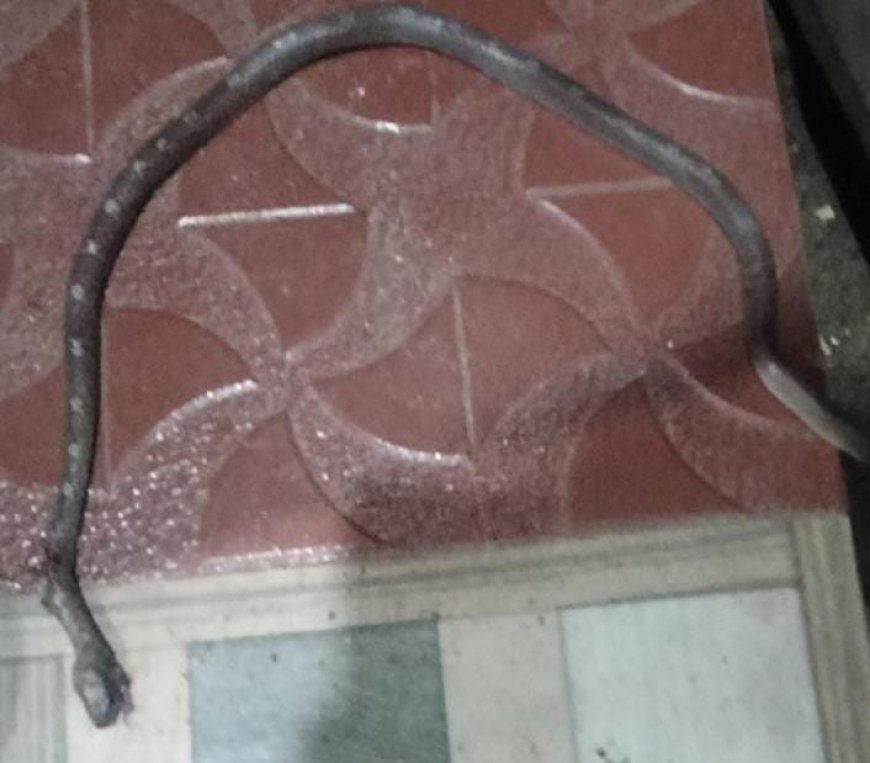 കിളിമാനൂർ നഗരൂരിൽ അർദ്ധരാത്രിയിൽ ഉറങ്ങിക്കിടന്ന വിദ്യാർഥിനിയുടെ ദേഹത്ത് പാമ്പ് ഇഴഞ്ഞു കയറി. കുട്ടി അത്ഭുതകരമായി രക്ഷപ്പെട്ടു.