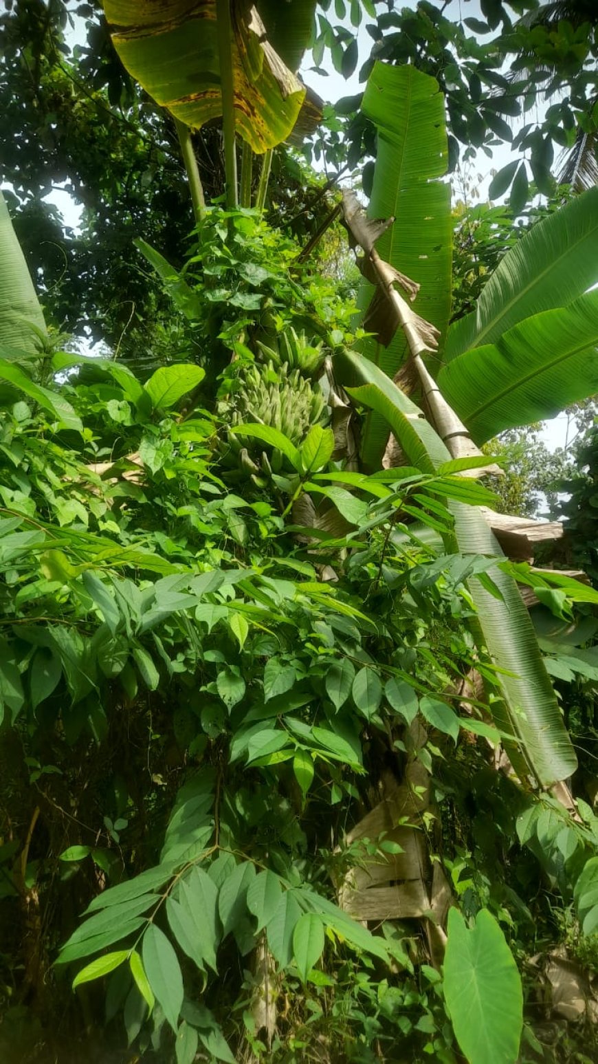 ****വാഴപ്പഴം ജീവിതത്തിൻ്റെ ലഹരിയും ഓജസും****