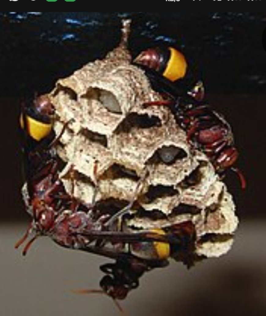 തെങ്ങുകയറ്റത്തൊഴിലാളി കടന്നൽക്കുത്തേറ്റ് മരിച്ചു.