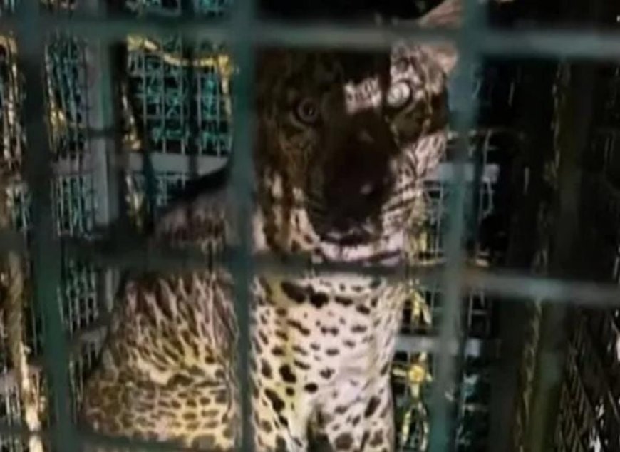 പൊട്ടക്കിണറ്റിൽ വീണ പുലിയെ മണിക്കൂറുകൾ നീണ്ട ദൗത്യത്തിനൊടുവിൽ പുറത്തെത്തിച്ചു