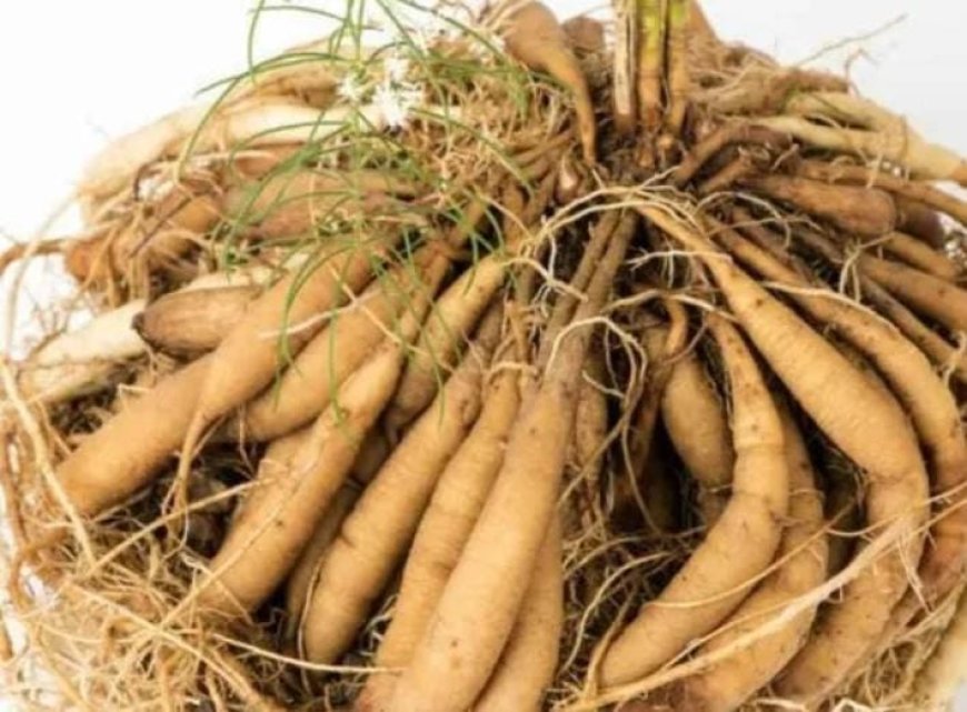 ശരീരത്തിലെ സമ്മർദ്ദം നിയന്ത്രിക്കാൻ ശതാവരി