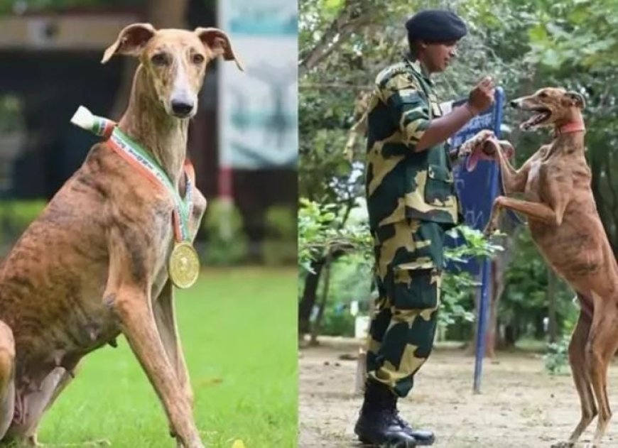 അഭിമാന പദവിയിലേക്ക് ഉയർത്തപ്പെട്ട് ഇന്ത്യൻ വേട്ടപ്പട്ടികൾ. രാജ്യത്തിന്റെ അതിർത്തി കാക്കാൻ ബിഎസ്എഫിനൊപ്പം