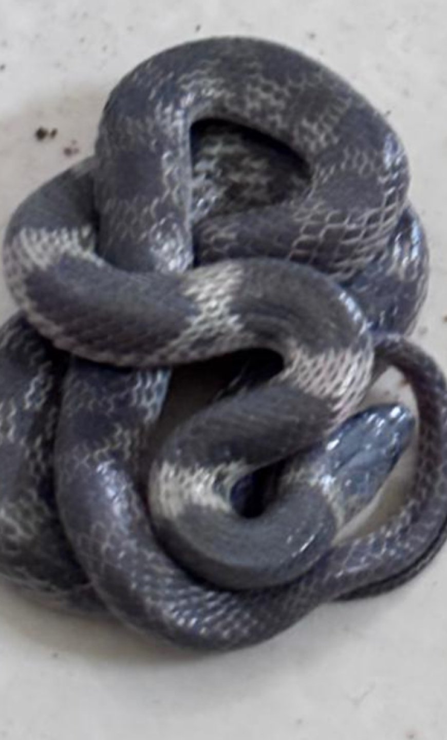 നെയ്യാർ ഡാം  ഹയർ സെക്കൻഡറി സ്കൂളിലെ ക്ലാസ് മുറിയിൽ കണ്ടെത്തിയ ഉഗ്ര വിഷമുള്ള പാമ്പ്.