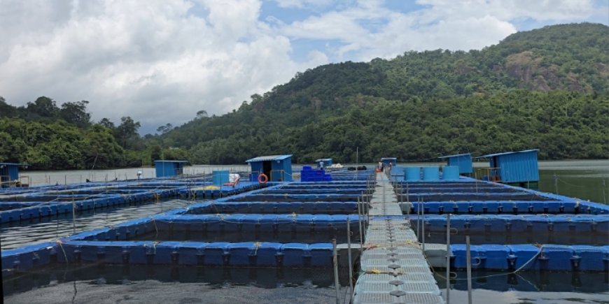 കടൽ കടന്ന് നെയ്യാറിലെ കരിമീനും വരാലും;* ആഗോളശ്രദ്ധ നേടി ഡാമിലെ കൂട്**മത്സ്യകൃഷി*