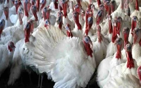 പക്ഷിപ്പനി : ചിക്കൻ വില കുതിച്ചുയരുന്നു, വ്യാപാരികളും ഉപഭോക്താക്കളും കർഷകരും ആശങ്കയിൽ