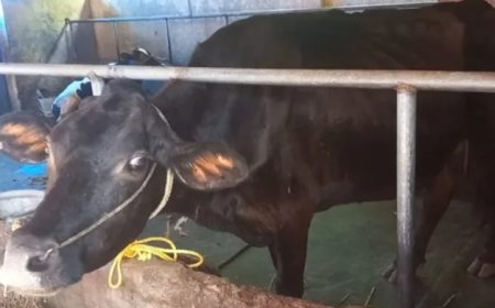 ഗുജറാത്തിൽ പശുവിനെ കൊന്നതിന് മൂന്നുപേർക്ക് ജീവപര്യന്തം തടവും 18 ലക്ഷം രൂപ പിഴയും:  ഇന്ത്യയുടെ ചരിത്രത്തിലാദ്യം