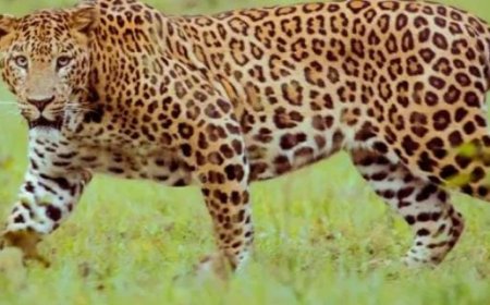 മുണ്ടക്കയം കൊടികുത്തിയിൽ തൊഴിലാളികൾക്ക് നേരെ ചാടി വീണു പുലി. തൊഴിലാളികൾ ഓടി രക്ഷപ്പെട്ടതിനാൽ വൻ ദുരന്തം ഒഴിവായി. ശാരീരിക അസ്വസ്ഥത അനുഭവപെട്ട വനിതാ തൊഴിലാളിയെ സ്വകാര്യ ആശുപത്രിയിൽ പ്രവേശിപ്പിച്ചു. പുലിയെ കണ്ടത് കഴിഞ്ഞ ദിവസം പശുവിന്റെ ജഡം കണ്ട അതേ സ്ഥലത്ത്