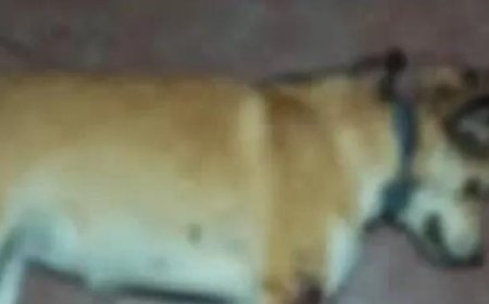 പൂവരണിയിൽ അയൽവാസിയുടെ നായയെ വെടിവെച്ചു കൊന്നു കുഴിച്ചിട്ട കേസിൽ നായയുടെ പോസ്റ്റുമോർട്ടം ഇന്ന്. ഉടമയുടെ പരാതിയിൽ അയൽവാസിയുടെ അറസ്റ്റിന് സാധ്യത.  തോക്കിന്റെ ലൈസൻസും റദ്ദു ചെയ്തേക്കും