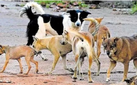 ചേർത്തലയിൽ യുഡിഎഫ് സ്ഥാനാർഥിക്കു നേരെ തെരുവുനായ ആക്രമണം