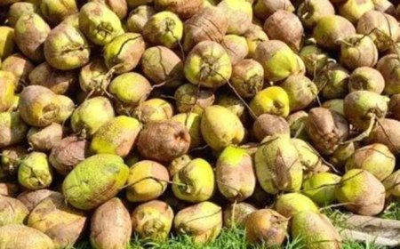 ശബരിമല സീസൺ എത്തിയതോടെ നെയ്ത്തേങ്ങയ്ക്കു ഡിമാൻഡ് കൂടി. തേങ്ങാ വിലയും വർധിച്ചു.  ജനുവരി വരെ വില ഉയർന്നു നിൽക്കുമെന്നാണ് വിപണിയിലെ സൂചനയെന്നു വ്യാപാരികൾ