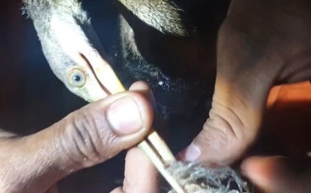 ആറ്റിങ്ങൽ ചുണ്ടിൽ ചൂണ്ടകുരുങ്ങി മരച്ചിലയിൽ അകപ്പെട്ട നീർകാക്കയെ ഫയർഫോഴ്സുകാർ രക്ഷപ്പെടുത്തി.