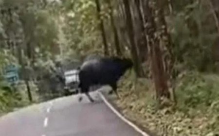 തദ്ദേശ തെരഞ്ഞെടുപ്പ് : മലയോര മേഖലയിൽ വന്യമൃഗശല്യം രാഷ്ട്രീയ ചർച്ചയാകുന്നു.. കാട്ടുപോത്തും കാട്ടുപന്നിയുമെല്ലാം ജനങ്ങളുടെ സ്വൈര്യ ജീവിതത്തെ തടസപ്പെടുത്തുന്നു. വണ്ടൻപതാൽ തേക്ക്കൂപ്പിൽ കാട്ടുപോത്തിന്റെ ശല്യം വീണ്ടും വ്യാപകമായെന്നു നാട്ടുകാർ