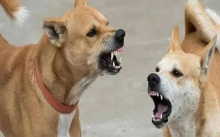 പേവിഷബാധ പ്രതിരോധശേഷി പരിശോധനയ്ക്ക് പുതിയ സാങ്കേതികവിദ്യ വികസിപ്പിച്ചെടുത്ത് ഇൻസ്റ്റിറ്റ്യൂട്ട് ഓഫ് അഡ്വാൻസ്ഡ് വൈറോളജി