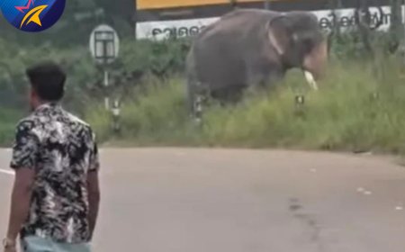 ഏറ്റുമാനൂർ പട്ടിത്താനത്ത് എംസി റോഡിൽ ആനയിടഞ്ഞു. പാപ്പാനെ ചവിട്ടി പരുക്കേൽപ്പിച്ചു.  ആന ഇടഞ്ഞു നിൽക്കുന്നത് അറിയാതെയെത്തിയ കാൽനടന യാത്രിക രക്ഷപെട്ടതു തലനാരിഴയ്ക്ക്