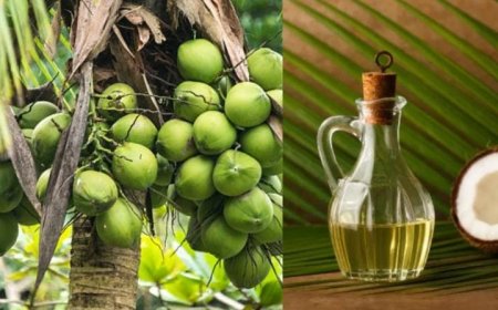 ഗ്രാമീണ മേഖലയിലെ വിപണിയിൽ വ്യാജ വെളിച്ചെണ്ണ ബ്രാൻഡുകൾ സുലഭമായിട്ടും നടപടിയെടുക്കാതെ ആരോഗ്യഭക്ഷ്യസുരക്ഷാ വകുപ്പ്