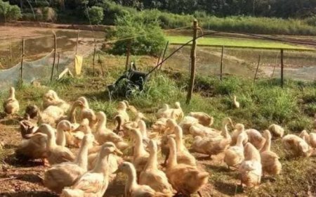 യൂറോപ്പിലും വടക്കേ അമേരിക്കയിലും പക്ഷിപ്പനി; ജാഗ്രത പാലിക്കണമെന്ന് നിർദ്ദേശം