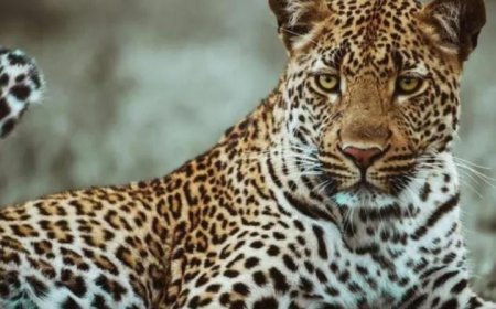 മലമ്പുഴയിൽ പുലിയിറങ്ങി.  ജാഗ്രത നിർദേശം പുറപ്പെ ടുവിച്ച് വനംവകുപ്പ് അധികൃതർ. മലമ്പുഴ അക ത്തേത്തറ, കൊട്ടേക്കാട് വ നം റേഞ്ച് പരിധിയിൽ രാ ത്രി യാത്രചെയ്യുന്നവർക്കാ ണ് ജാഗ്രത നിർദേശം. അ നാവശ്യ യാത്രകൾ ഒഴിവാ ക്കണം