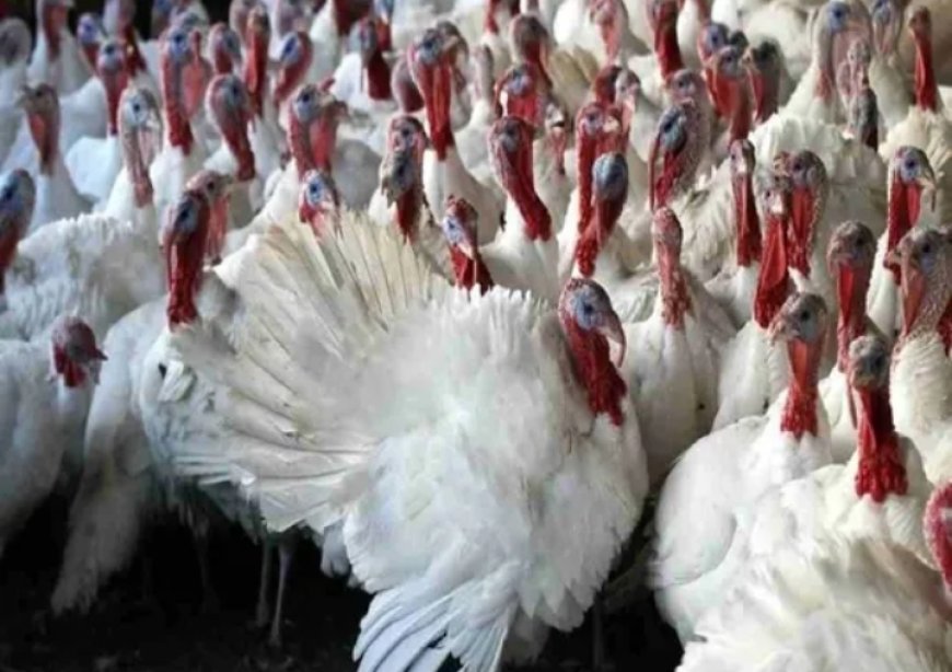 പക്ഷിപ്പനി : ചിക്കൻ വില കുതിച്ചുയരുന്നു, വ്യാപാരികളും ഉപഭോക്താക്കളും കർഷകരും ആശങ്കയിൽ