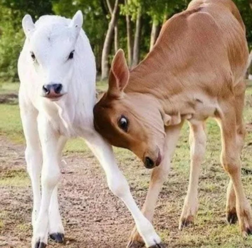  കന്നുകുട്ടി പരിപാലനം; ശ്രദ്ധിക്കാം ഈ കാര്യങ്ങൾ